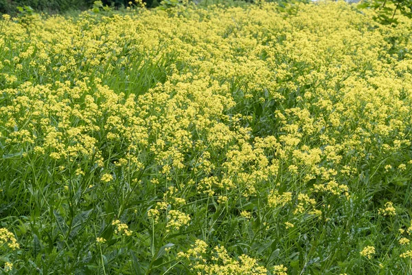 Rusia. Kronstadt. 10 de junio de 2020. Flores amarillas brillantes de la milenaria. — Foto de Stock
