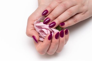 Patlıcan, küçük keskin tırnaklı koyu mor manikür. Beyaz arka planda, ellerinde pembe bir gül var.