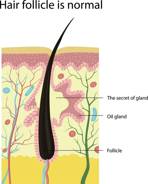 Vektorová Ilustrace Normálního Vlasového Folikulu Struktura Kůže — Stockový vektor