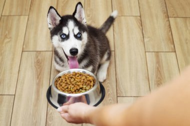 Aç bir köpek yavrusunu beslemek. Sahibi köpeğine bir kase saçma verir. Hayvan bakımı.