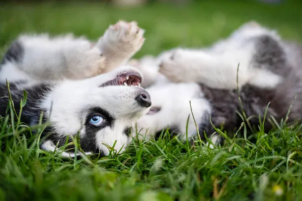 Schattige Husky Puppies Spelen Tuin Grappige Puppy Spelen Buiten — Stockfoto