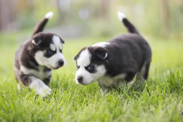 Adoráveis Cachorros Husky Brincando Jardim Filhotes Engraçados Jogar Livre — Fotografia de Stock