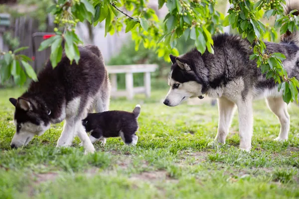 Gelukkig Gezin Van Siberische Husky Hond Spelen Groen Gras Achtertuin — Stockfoto