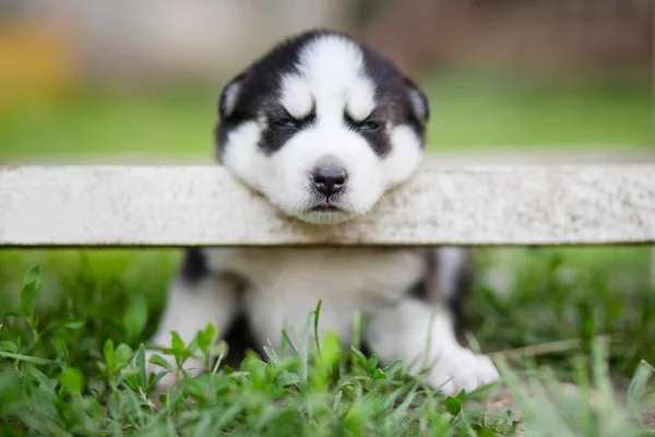 一只可爱的睡意朦胧的睡意朦胧的小狗狗 头枕在白色木板上 坐在草地上 — 图库照片