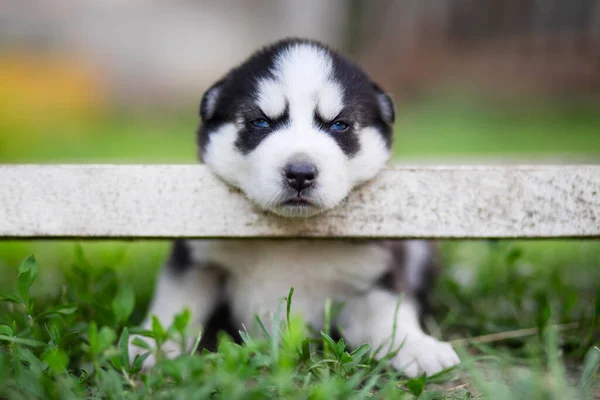 Een Schattige Slaperige Siberische Husky Puppy Zittend Het Gras Met — Stockfoto