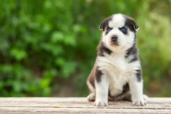 Filhote Cachorro Marinho Siberiano Adorável Sentado Mesa Madeira Branca Fundo — Fotografia de Stock