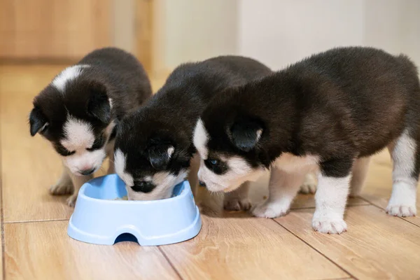 Söta Sibiriska Husky Valpar Äter Från Utfodring Skål Hemma Hundutfodring — Stockfoto