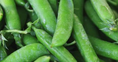 Taze bezelye kabukları rotasyonunu kapatın. Bezelye arka planı. Döngü hareketi