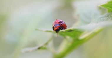 Kırmızı Colorado patates böceği larvası patates yaprağı yer ve tarıma zarar verir.
