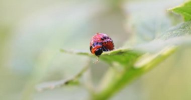 Kırmızı Colorado patates böceği larvası patates yaprağı yer ve tarıma zarar verir.