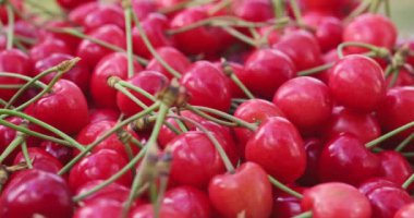 Taze sulu kırmızı kiraz çileği dönüşümlü. Taze toplanmış kirazlar. Sağlıklı vejetaryen yemekleri.