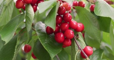 Yaz mevsiminde ağaçta kırmızı kiraz. Yaz bahçesinde organik gıda yetiştiriyor.