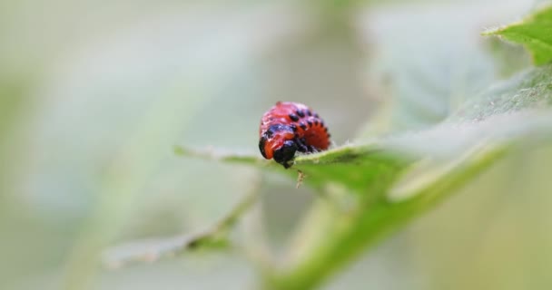 一只红色科罗拉多马铃薯甲虫幼虫吃土豆叶 破坏了农业 — 图库视频影像