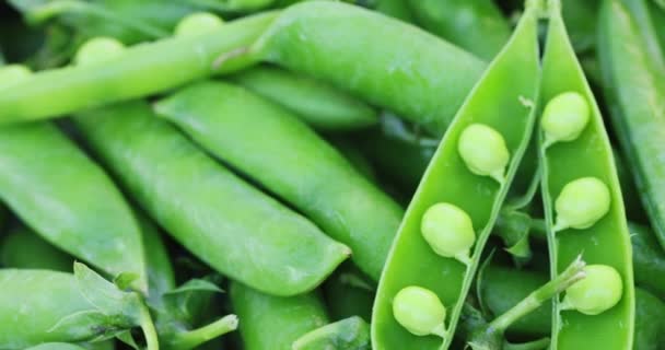 Fresh Green Peas Pods Rotation Close Peas Background Loop Motion — Stock Video