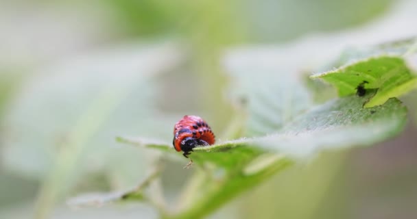 赤いコロラドのジャガイモの幼虫はジャガイモの葉を食べ 農業を損傷します — ストック動画