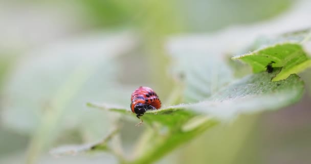 一只红色科罗拉多马铃薯甲虫幼虫吃土豆叶 破坏了农业 — 图库视频影像