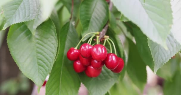Yaz Mevsiminde Ağaçta Kırmızı Kiraz Yaz Bahçesinde Organik Gıda Yetiştiriyor — Stok video