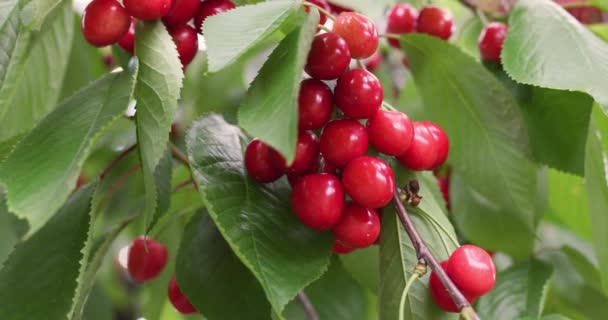 Cereja Madura Vermelha Árvore Tempo Verão Cultivo Alimentos Orgânicos Jardim — Vídeo de Stock