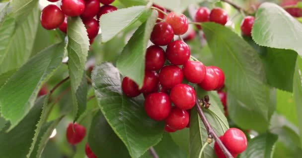 Rote Reife Kirsche Baum Sommer Biolebensmittel Sommergarten Anbauen — Stockvideo
