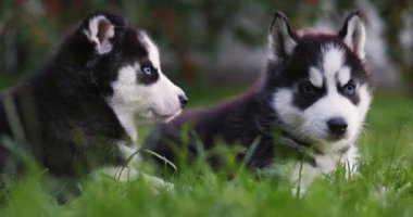 Şirin Sibirya kurt köpekleri, mavi gözlü, yaz günü yeşil çimlerde oturan..