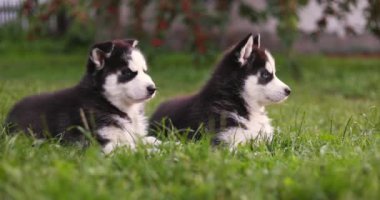 Şirin Sibirya kurt köpekleri, mavi gözlü, yaz günü yeşil çimlerde oturan..