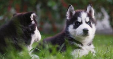 Şirin Sibirya kurt köpekleri, mavi gözlü, yaz günü yeşil çimlerde oturan..