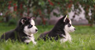 Şirin Sibirya kurt köpekleri, mavi gözlü, yaz günü yeşil çimlerde oturan..