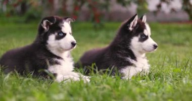 Şirin Sibirya kurt köpekleri, mavi gözlü, yaz günü yeşil çimlerde oturan..