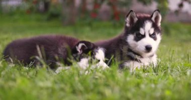 Şirin Sibirya kurt köpekleri, mavi gözlü, yaz günü yeşil çimlerde oturan..