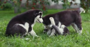 Bahçede oynayan sevimli köpek yavruları. Komik köpek yavruları dışarıda oynuyor..