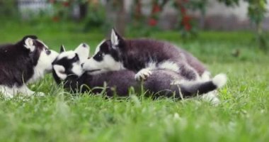 Bahçede oynayan sevimli köpek yavruları. Komik köpek yavruları dışarıda oynuyor..