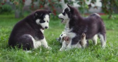Bahçede oynayan sevimli köpek yavruları. Komik köpek yavruları dışarıda oynuyor..