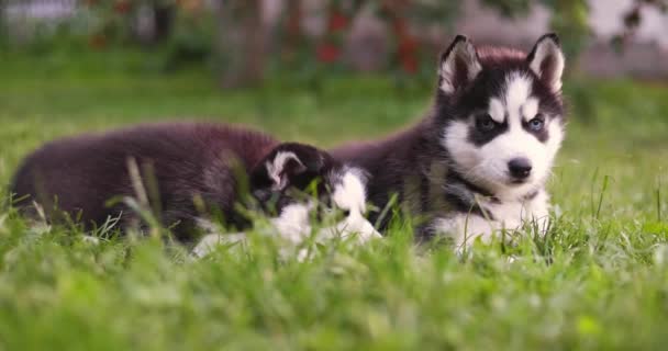 Χαριτωμένο Σιβεριανό Husky Κουτάβια Μπλε Μάτια Κάθεται Στο Πράσινο Γρασίδι — Αρχείο Βίντεο