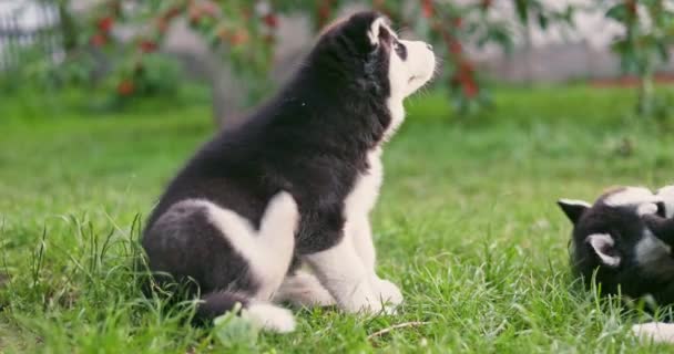 Entzückende Husky Welpen Beim Spielen Garten Lustige Welpen Spielen Freien — Stockvideo
