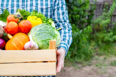 Çiftçi adam elinde taze çiğ sebzelerle dolu tahta bir kutu tutuyor. Elinde sebze olan sepet..