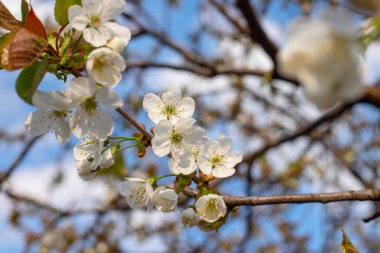 Bulanık doğal arka planda çiçek açan elma ağacı. Seçici odaklanma. Beyaz çiçeklerle bahar arkaplanı.
