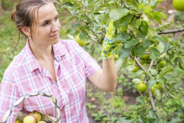 Hasır sepeti tutan ve meyve ağacından elma toplayan güzel genç bir kadın. Tarım ve bahçıvanlık kavramı.