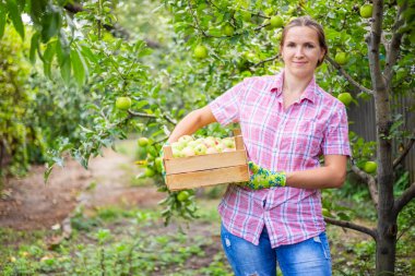 Eldiven giymiş, tahta bir kutuda taze olgun elma toplayan kadın çiftçi. Tarım ve bahçıvanlık kavramı.