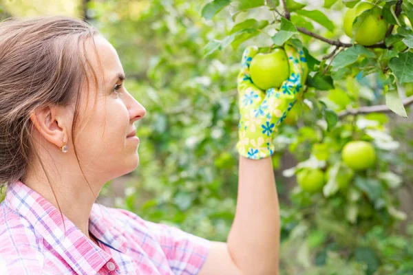 Wanita Muda Yang Lucu Memetik Apel Matang Kebun Buah Apel — Stok Foto
