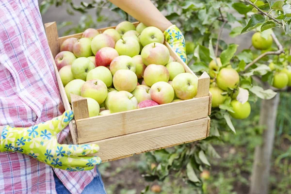 Vrouwelijke Boer Handschoenen Met Vers Geplukte Rijpe Appels Een Houten — Stockfoto