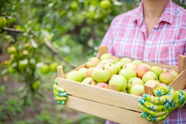 Žena Farmářka Rukavicích Čerstvě Sklizenými Jablky Dřevěné Krabici Koncept Zemědělství — Stock fotografie
