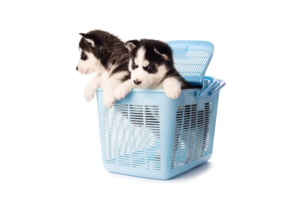 Purebred Siberian Husky Puppy Blue Carry Case Animals Isolated White — Stock Photo, Image