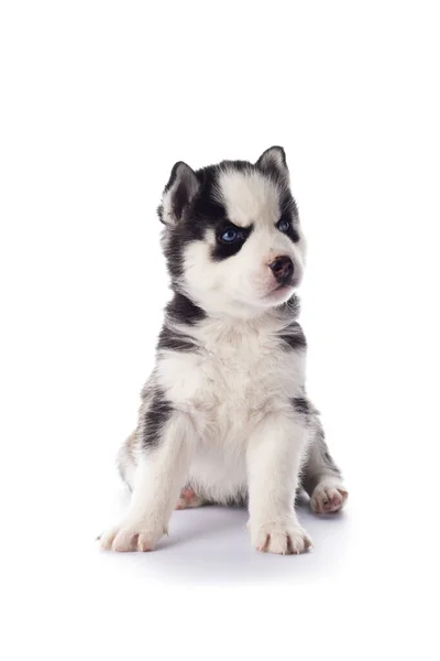 纯正的西伯利亚哈士奇犬 蓝眼睛 背景为白色 — 图库照片