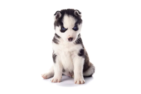 Purebred Siberische Husky Puppy Met Blauwe Ogen Geïsoleerd Witte Achtergrond — Stockfoto