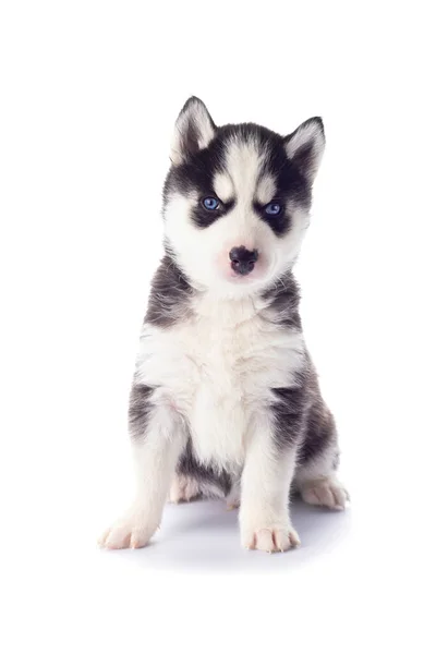 纯正的西伯利亚哈士奇犬 蓝眼睛 背景为白色 — 图库照片