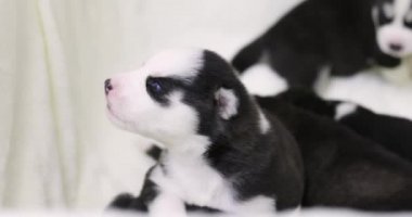Sevimli, yeni doğmuş siyah beyaz tüylü, iri yapılı, küçük sarışın çocukla birlikte kutuda oynuyorlar.