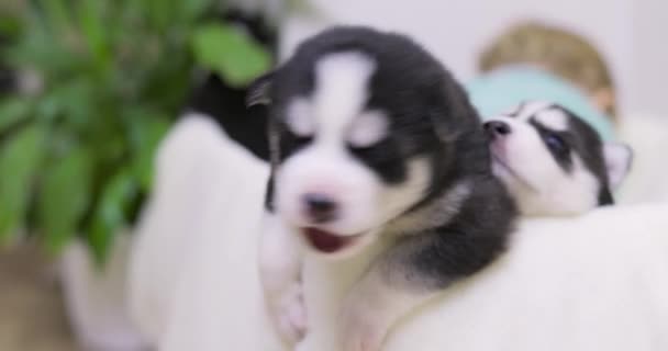 Schattige Pasgeboren Zwart Wit Bont Husky Pupies Met Kleine Blonde — Stockvideo