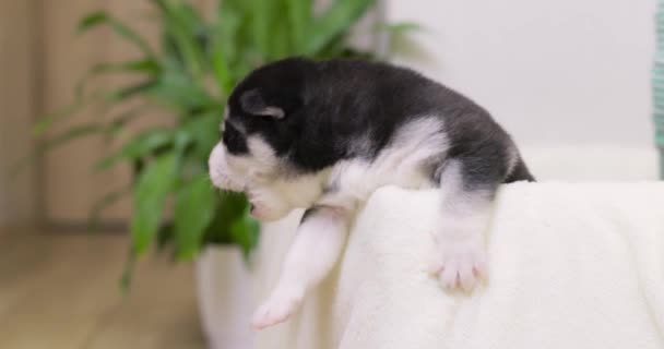 Bonito Recém Nascido Preto Branco Pele Husky Filhotes Com Pouco — Vídeo de Stock