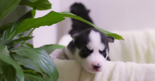 Bonito Recém Nascido Preto Branco Pele Husky Filhotes Com Pouco — Vídeo de Stock