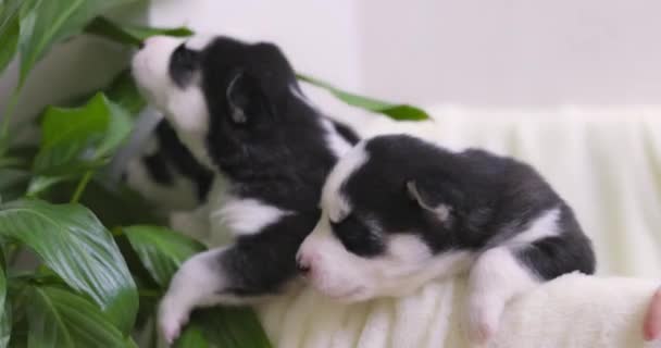 Schattige Pasgeboren Zwart Wit Bont Husky Pupies Met Kleine Blonde — Stockvideo